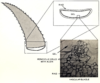 aloediagram