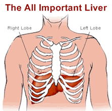 liver