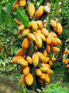 cacao tree