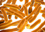 E-Coli Bacteria