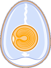 Egg Anatomy