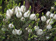 melaleulca alternifolia