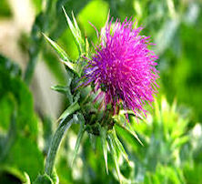 Milk Thistle