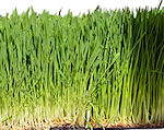 oat grass