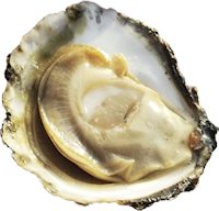 irish oyster opened