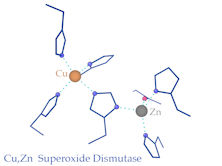 super oxide dismutase