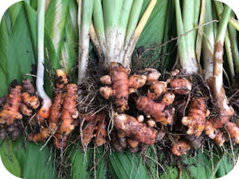 Turmeric Plants